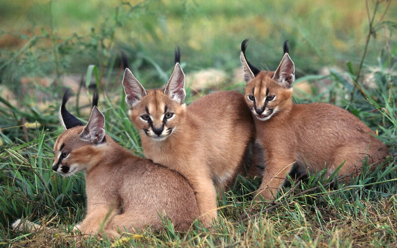 Three Caracal Cubs