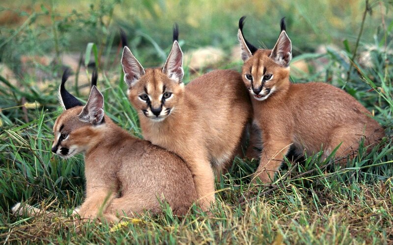 Three Caracal Kittens — Brown