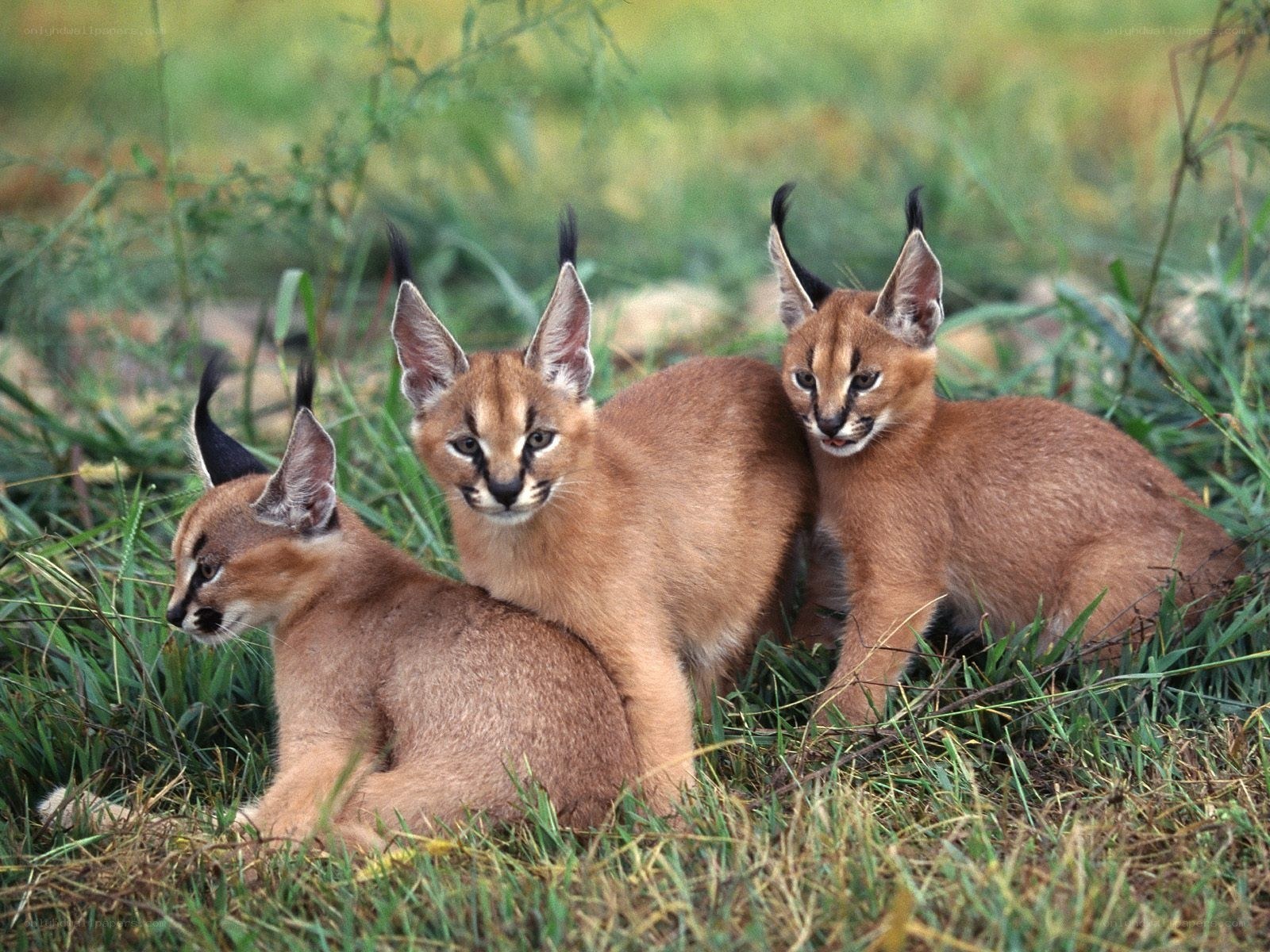 Three caracal kittens in grass