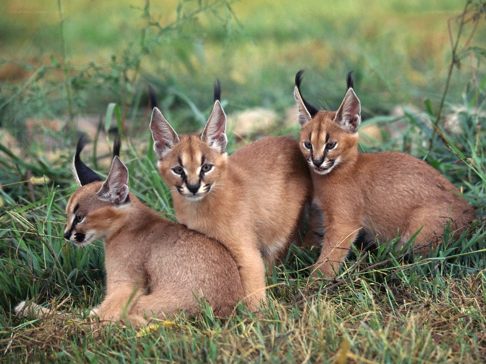 three caracal kittens in grass