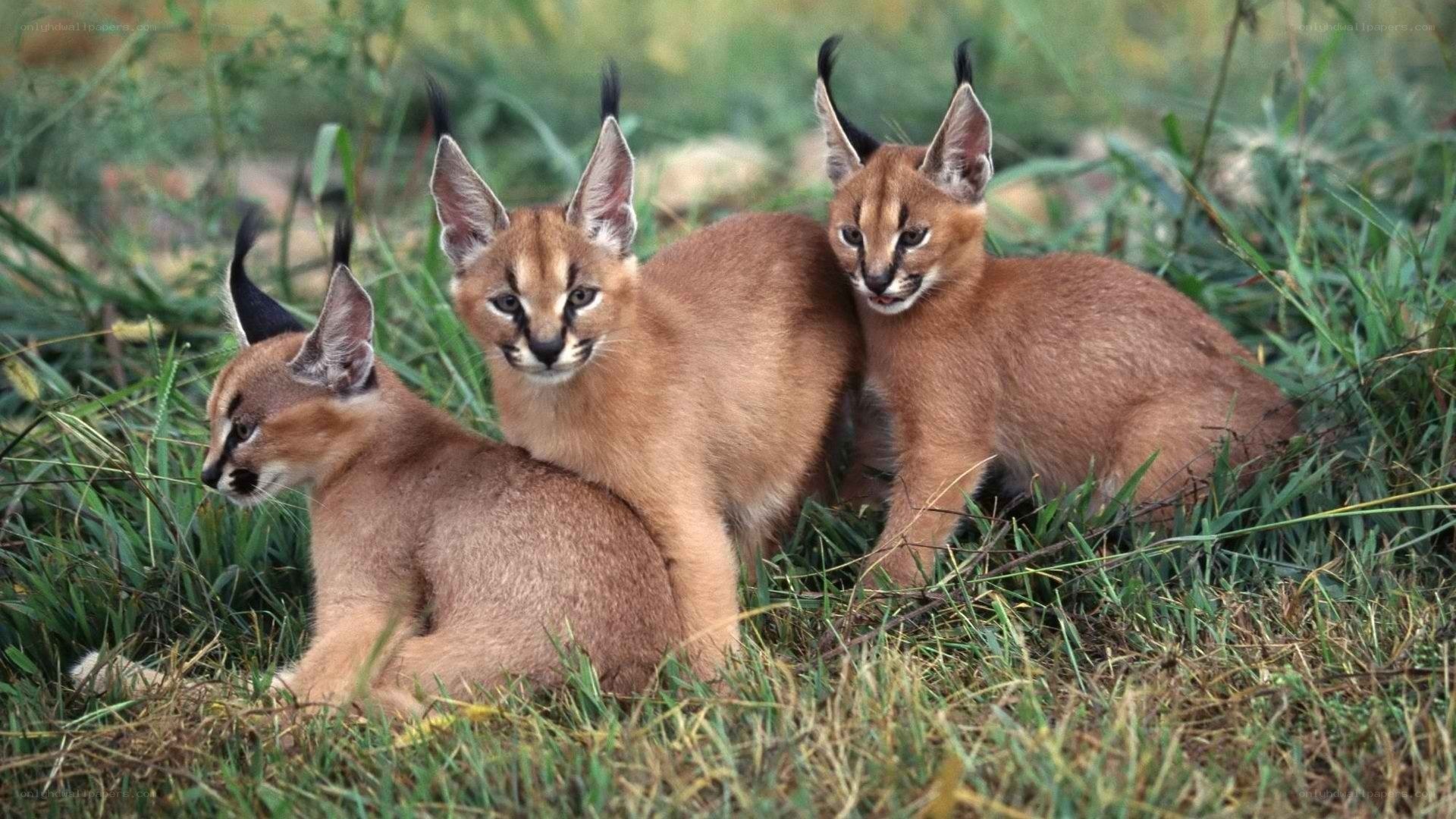 three caracal kittens in grass