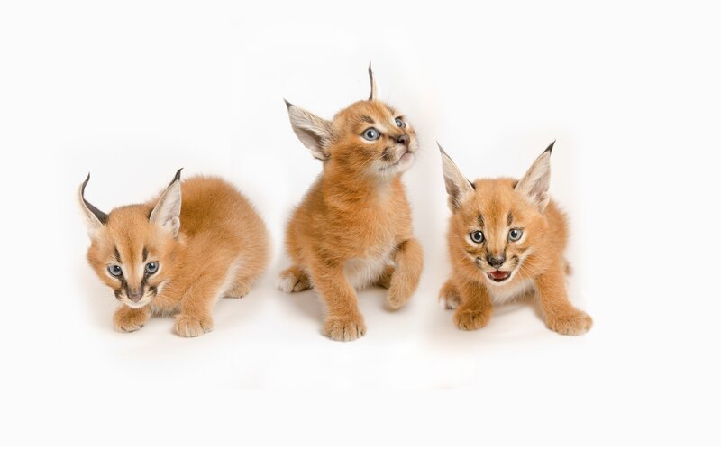 Three caracal kittens