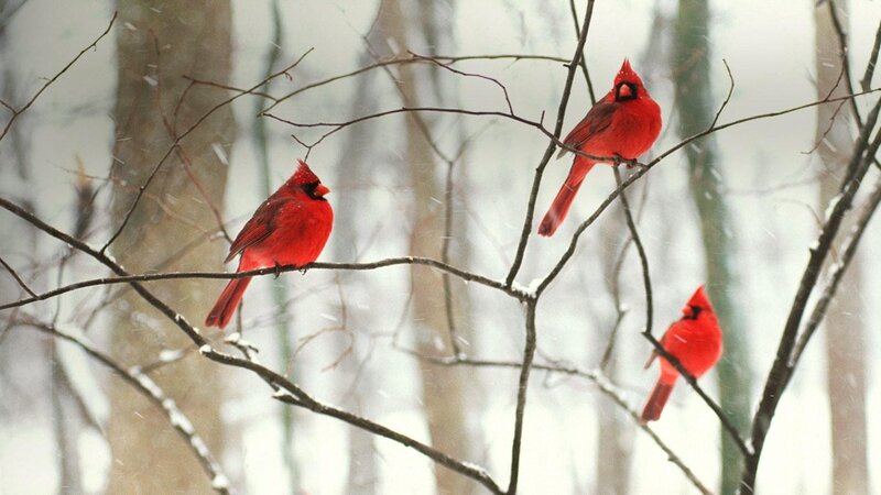 Three Cardinals in Snow