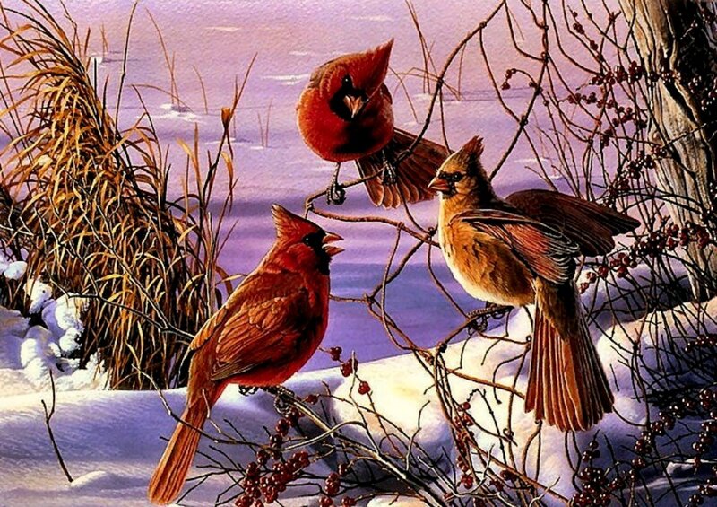 Three Cardinals in Winter