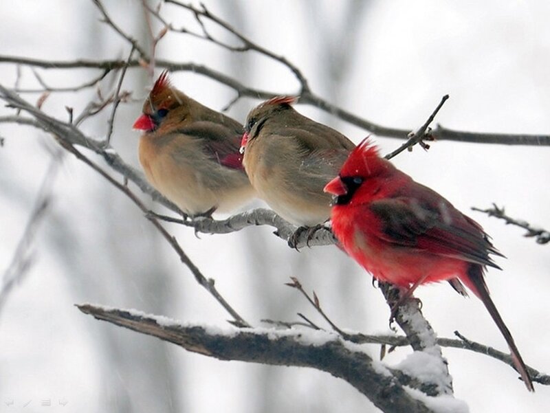 Three Cardinals on Branch