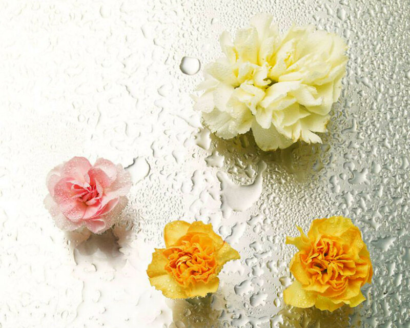 Three Carnations on Wet Surface