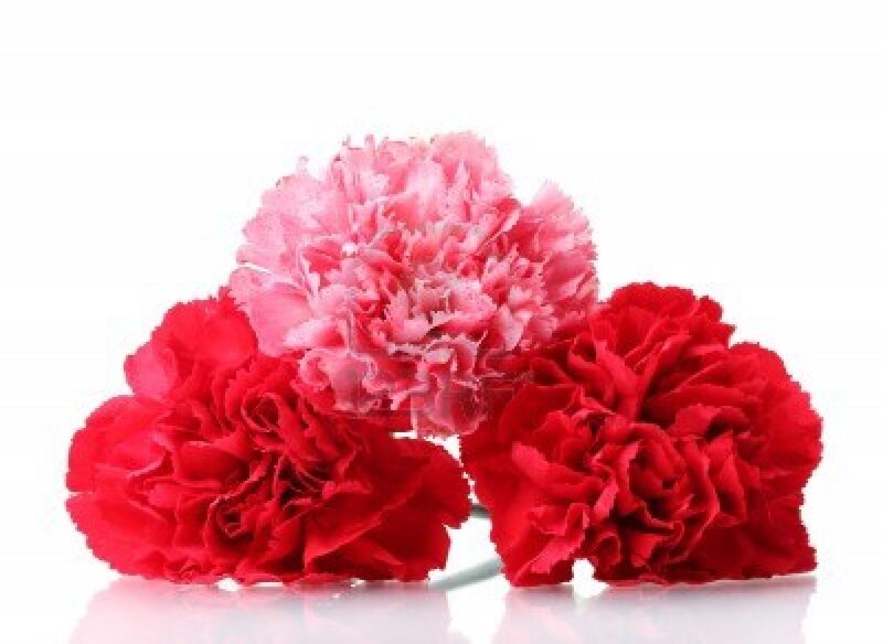 Three Carnations