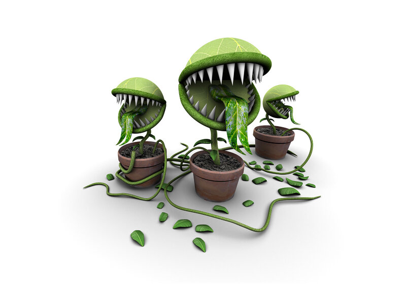 three carnivorous plants