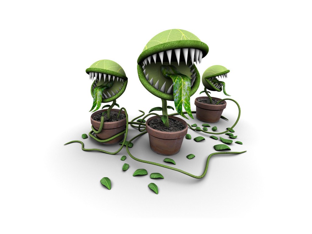 three carnivorous plants in pots