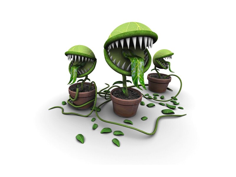three carnivorous plants