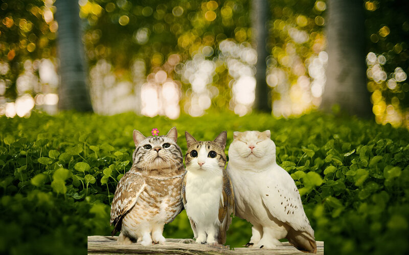 Three Cat-owl Hybrids