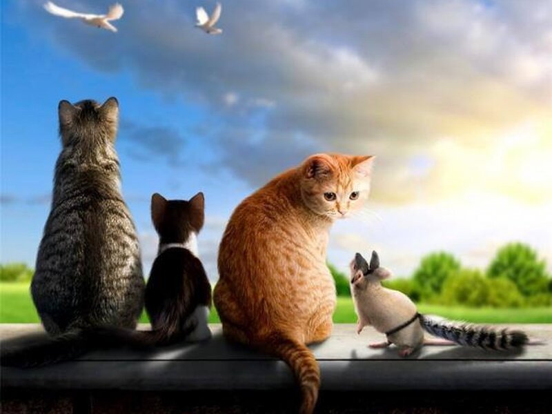 Three Cats and a Mouse