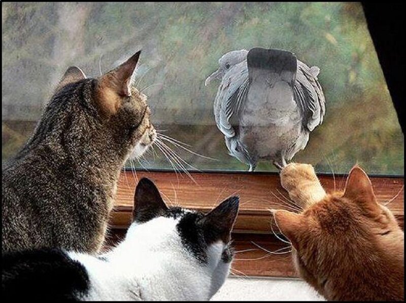 Three Cats and a Pigeon — Gray