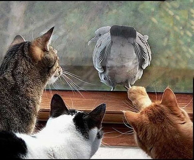 Three Cats and a Pigeon