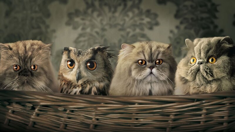 Three Cats and an Owl — Brown, Curious, Photograph