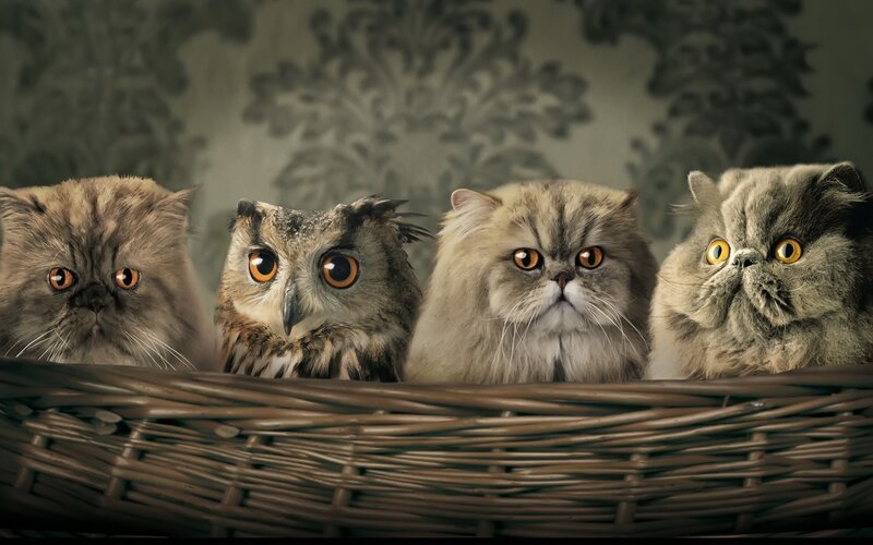 Three Cats and an Owl — Brown, Curious