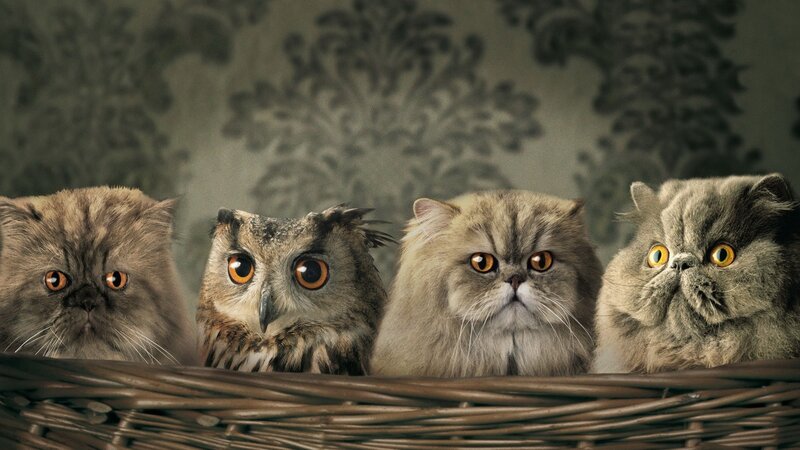 Three Cats and an Owl — Gray