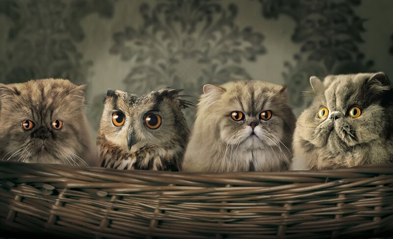 Three Cats and an Owl