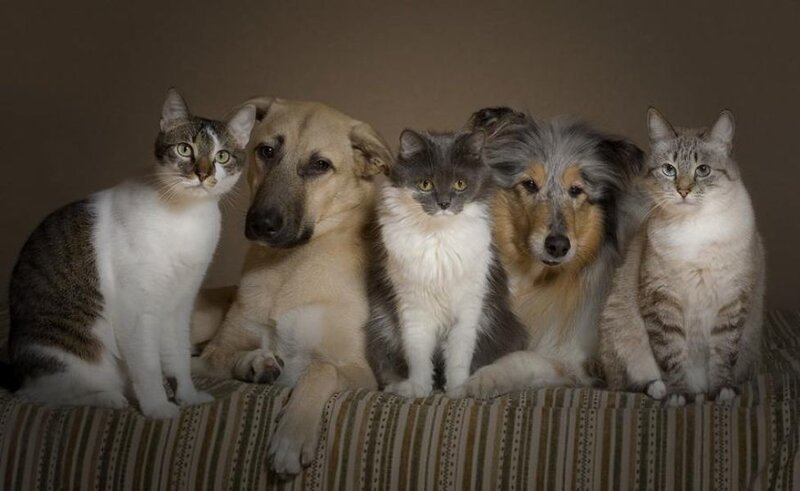 Three Cats and Two Dogs — Brown