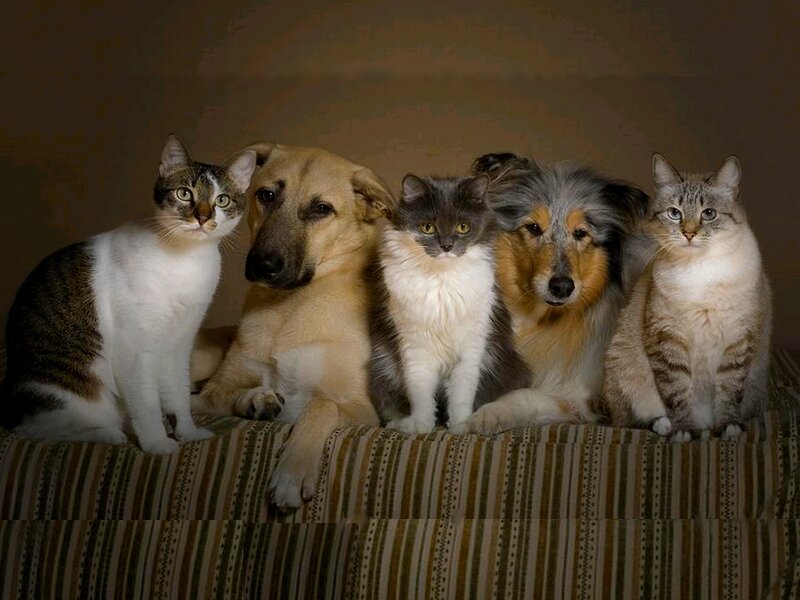 Three Cats and Two Dogs