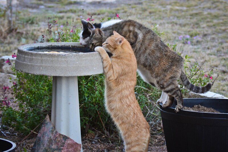 Three Cats at Birdbath