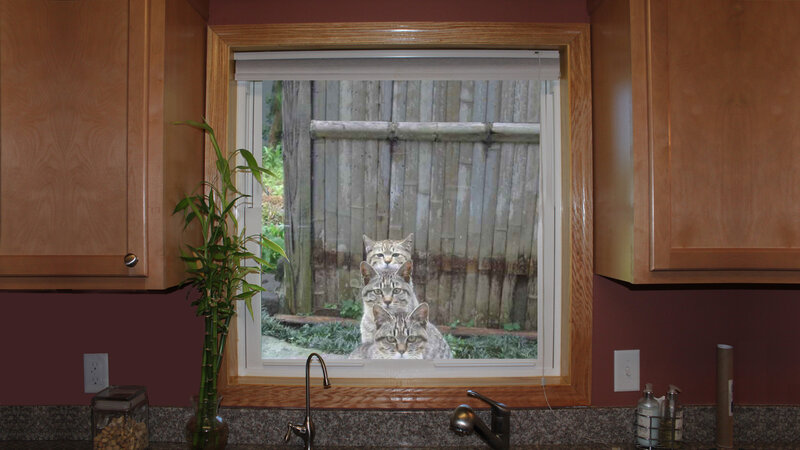 Three Cats at Window
