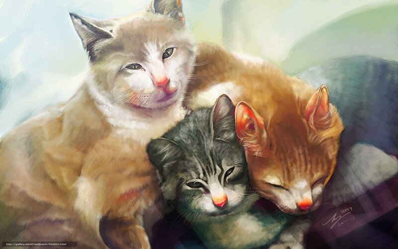 Three cats cuddling together