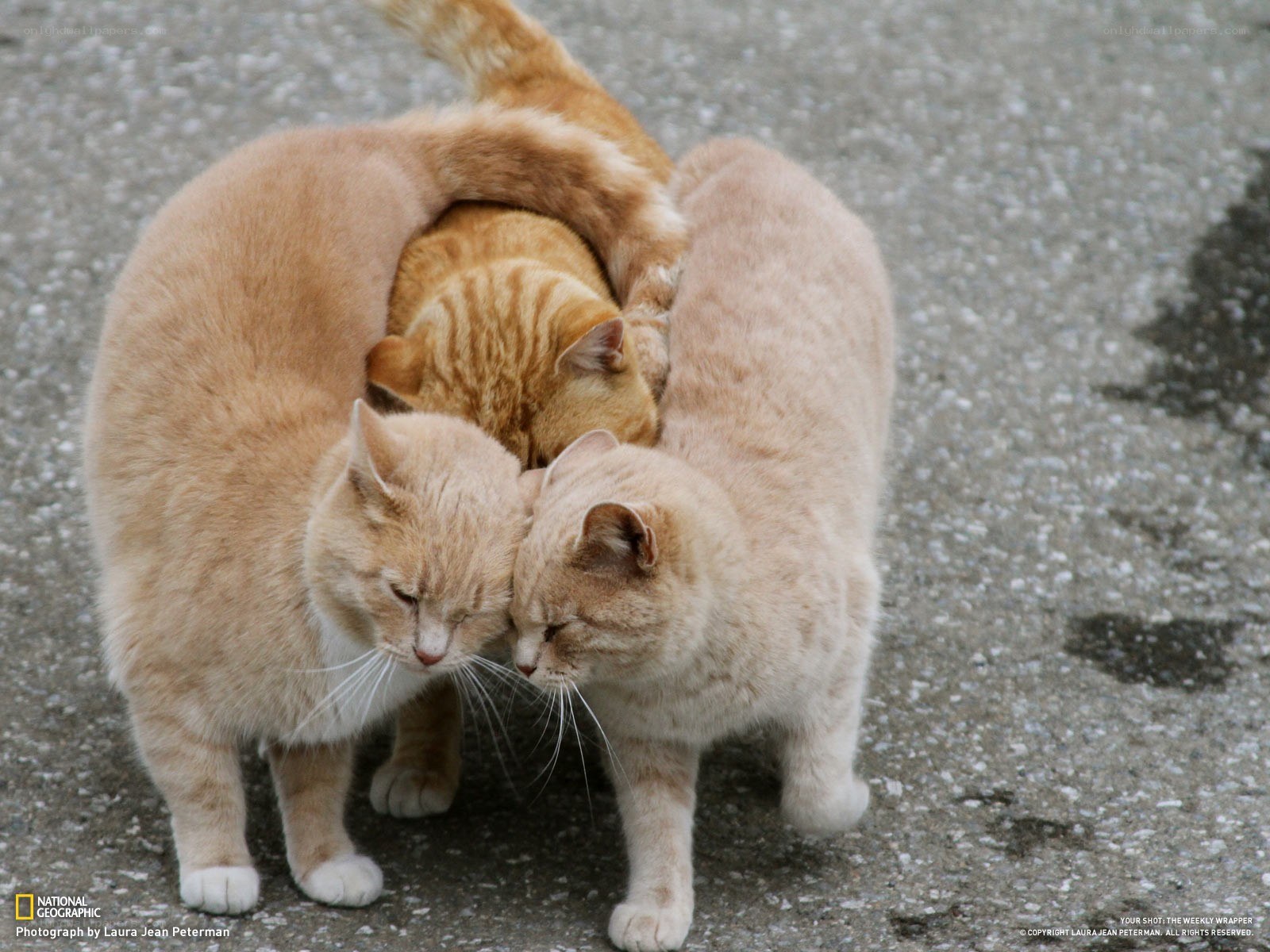 Three cats huddled together