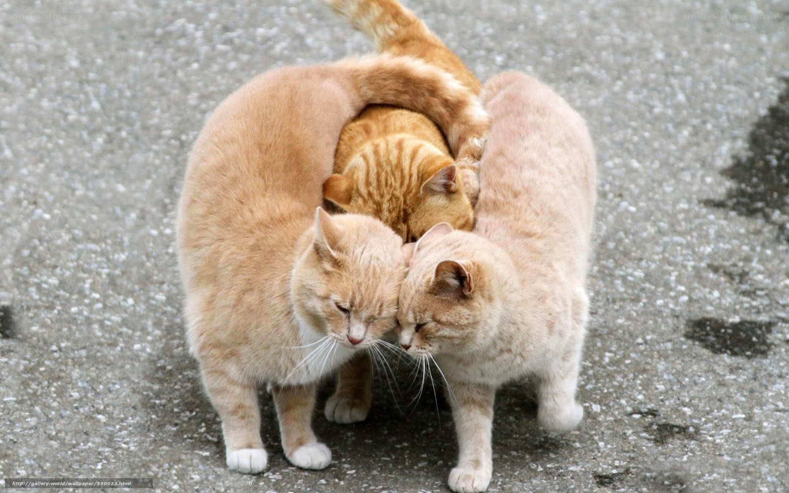 three cats huddled together