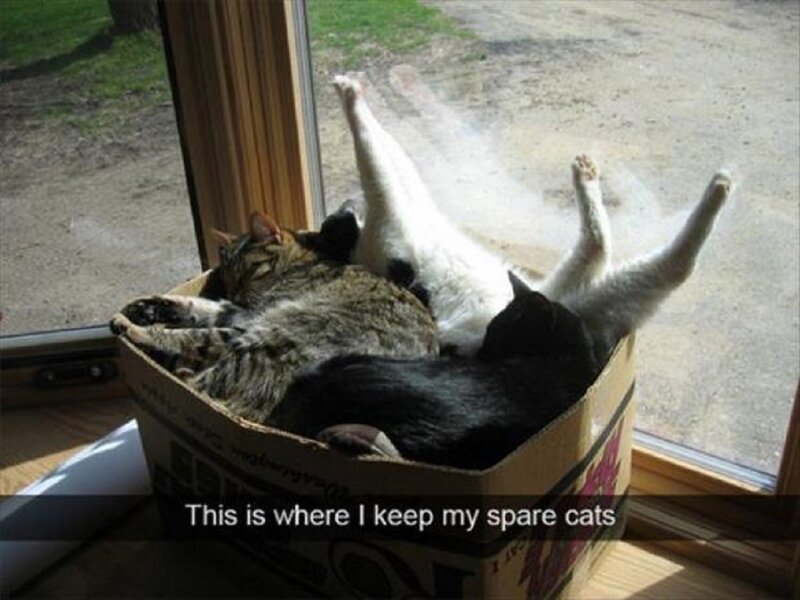 Three Cats in a Box — Brown