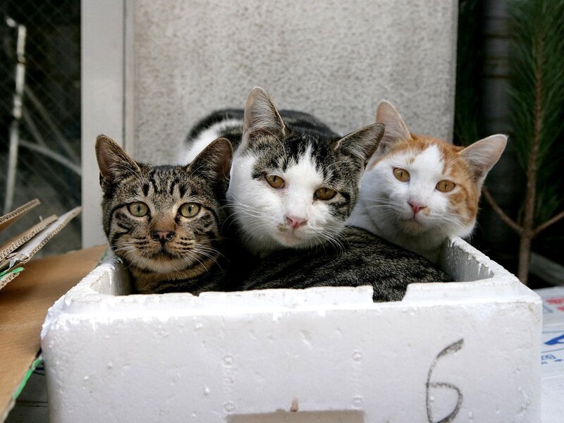 Three cats in a box