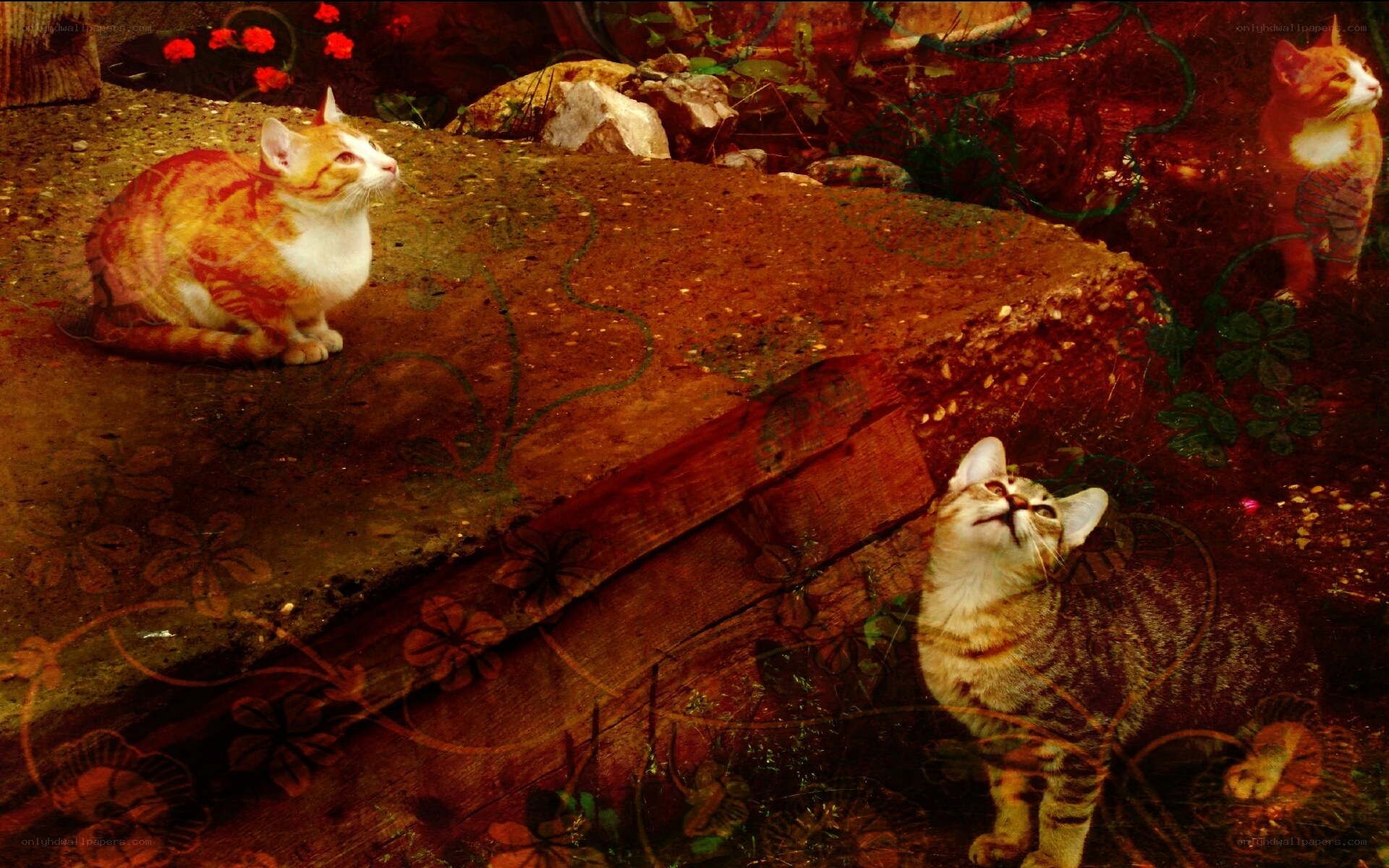Three cats in a garden