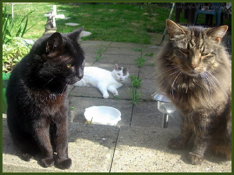Three cats in a garden