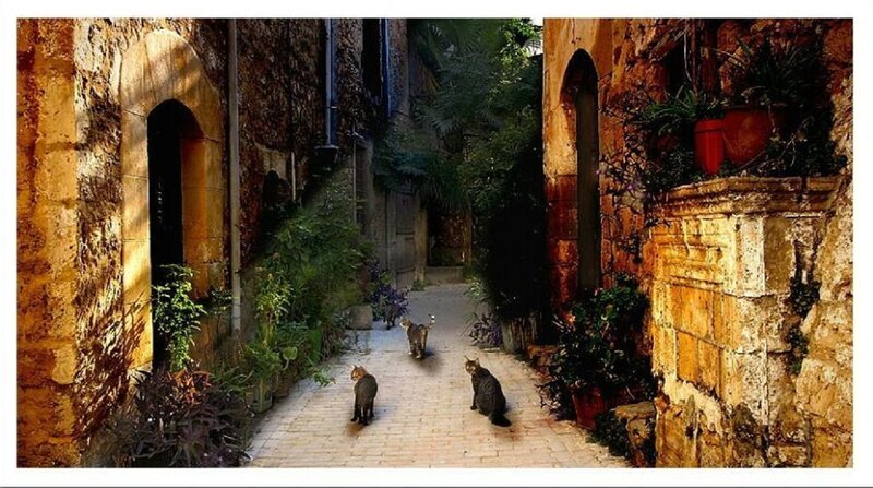 Three Cats in Alley