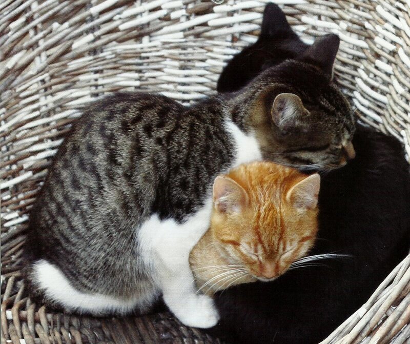 Three Cats in Basket