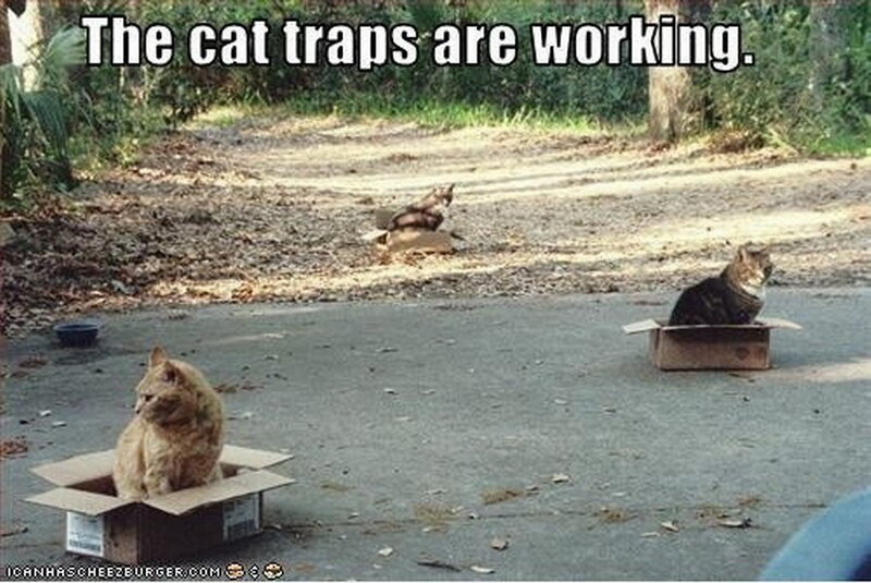 Three Cats in Boxes