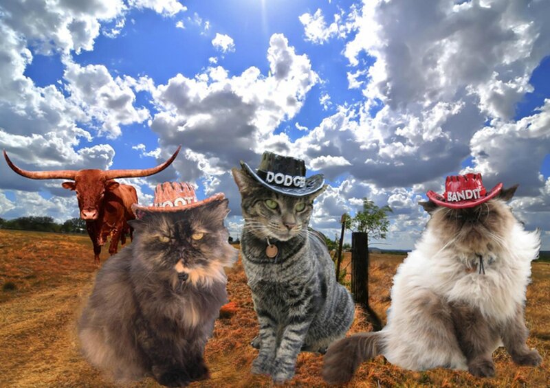 Three Cats in Cowboy Hats