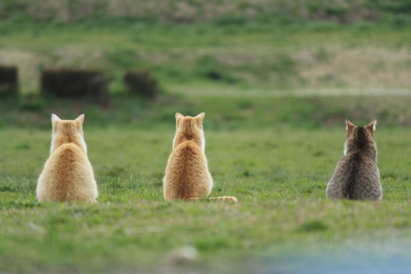 Three Cats in Field