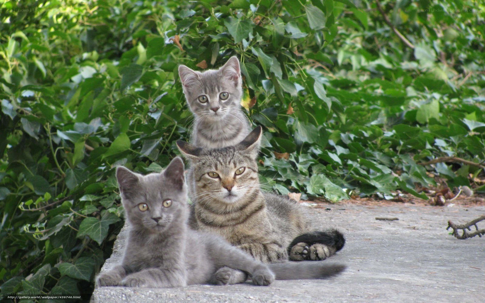 Three cats in garden