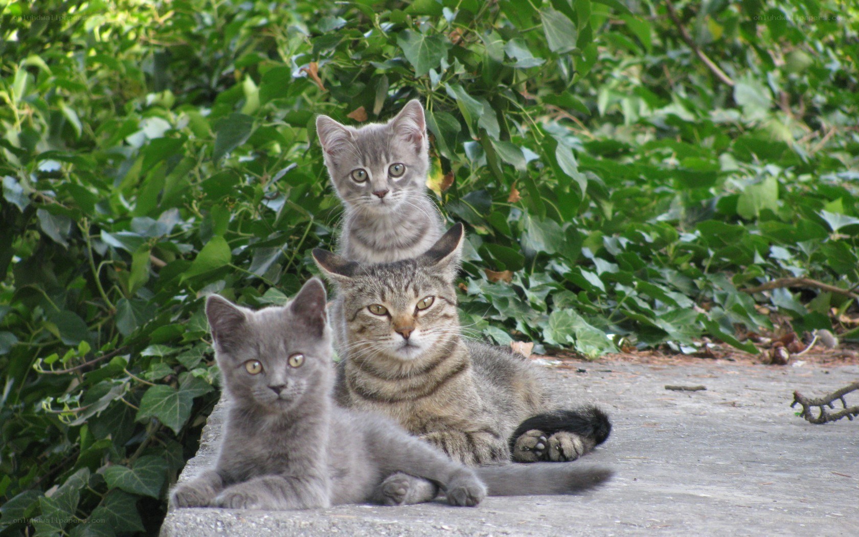 three cats in garden