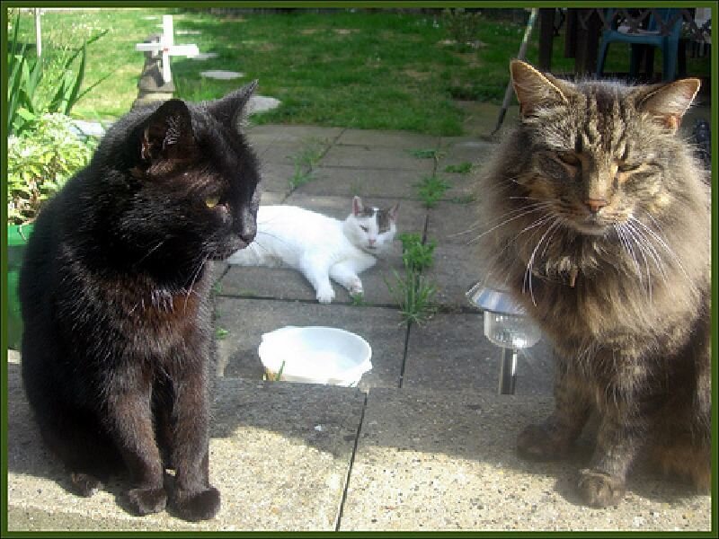 Three Cats in Garden — Black