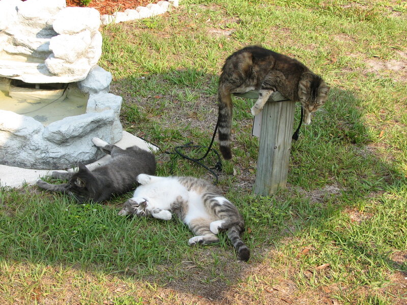Three Cats in Garden — Green