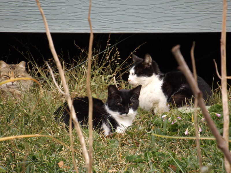 Three Cats in Grass — Green