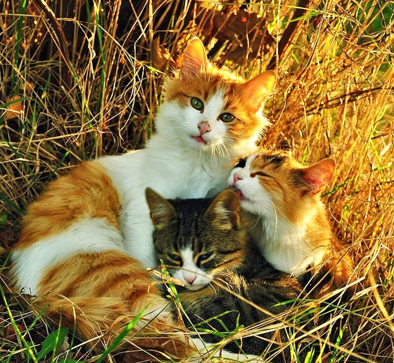 Three Cats in Grass — Orange