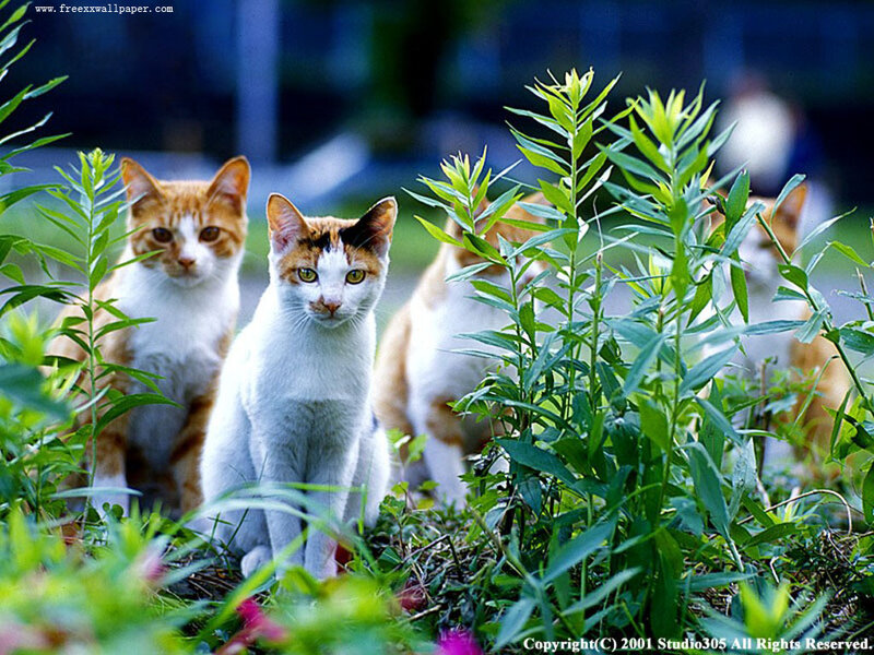 Three Cats in Grass