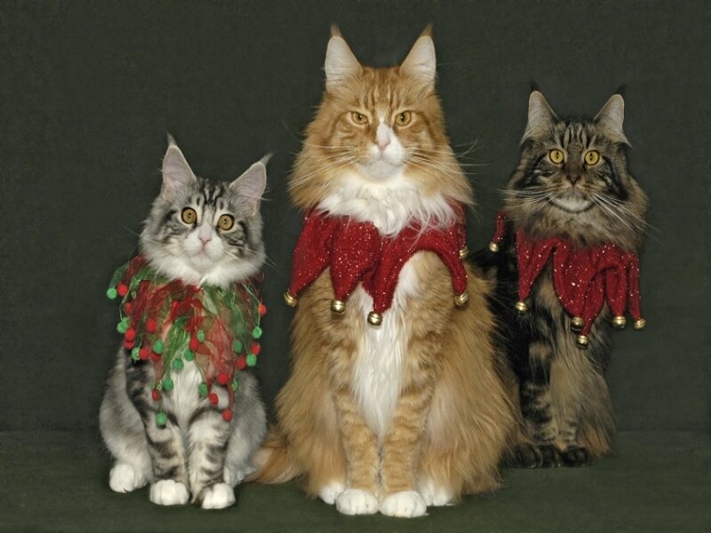 Three cats in holiday costumes