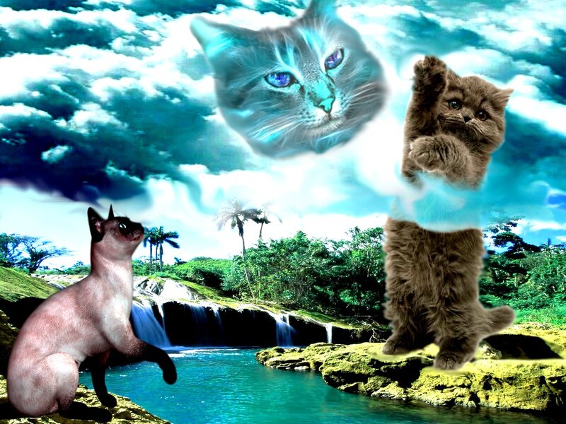 Three Cats in Landscape