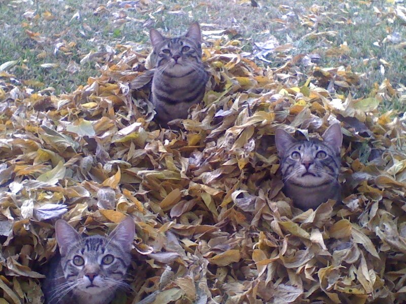 three cats in leaves