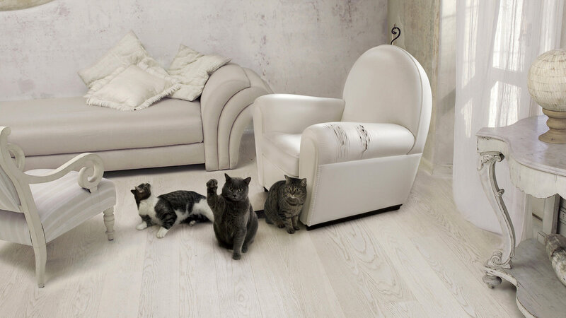 Three Cats in Living Room — White