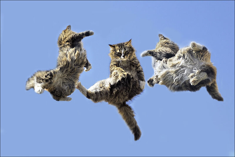 three cats in mid-air